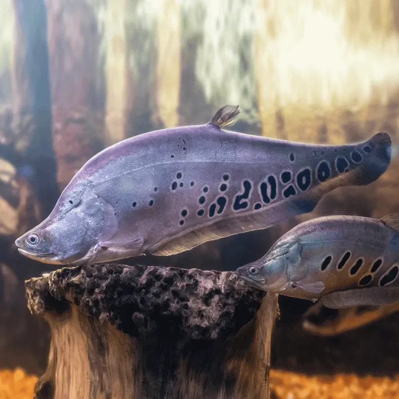Imagem do Peixe Faca Palhaço